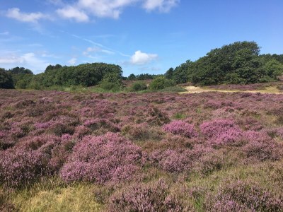 Holiday apartment De Sloep - Environment photo 22