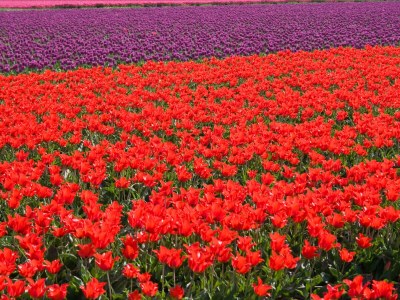 Holiday apartment De Sloep - Environment photo 25