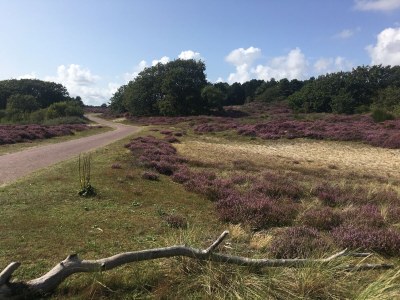 Holiday apartment De Sloep - Environment photo 30