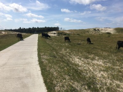 Holiday apartment De Sloep - Environment photo 32