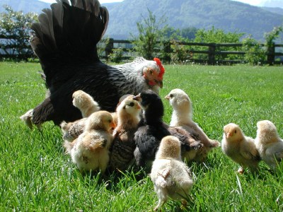 Holiday apartment Bauernhof Perhinig - Environment photo 18