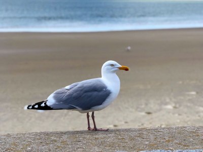 Holiday apartment Leuchtturmhaus 1888 - Environment photo 22
