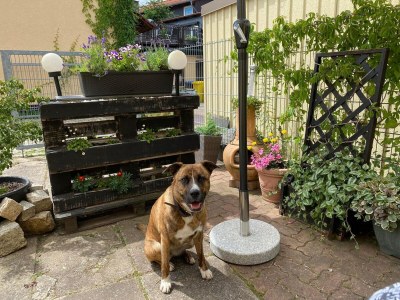 Bungalow Bungalow in Wernigerode - Outdoor photo 8