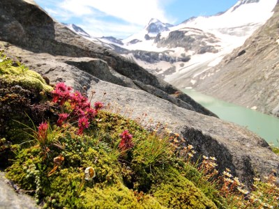 Holiday apartment in the Aparthotel Alpen Chalet - Environment photo 16