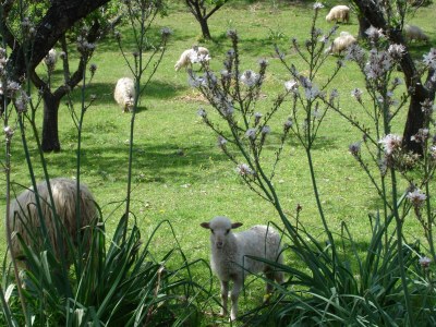 Holiday apartment Former oil mill between mountains and sea - Document photo 25