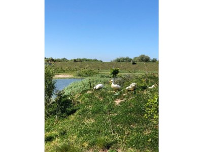 Holiday house The STRANDLOPER [Zandbank 10] - Environment photo 22