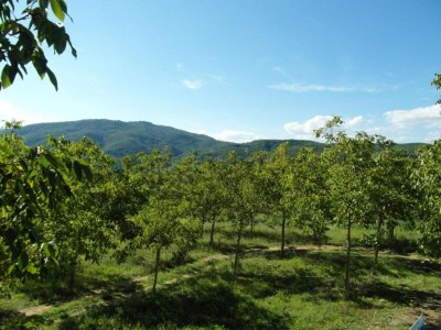 Cottage Villa in Citerna mit Pool und Terrasse - Environment photo 28