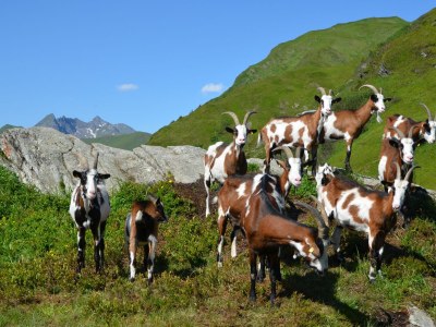Holiday house Talblickhütte - Environment photo 32