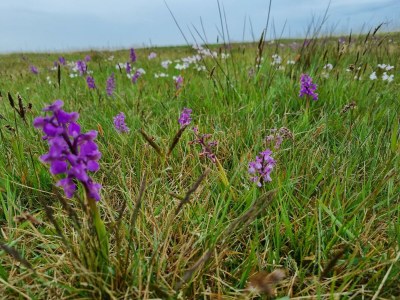 Bungalow Orchismient 24 - Environment photo 24