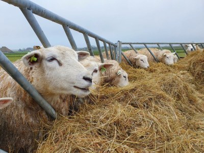 Bungalow Orchismient 24 - Environment photo 25