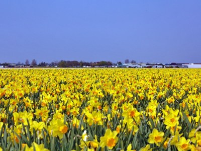 Holiday house Duinrust 1 - Environment photo 18