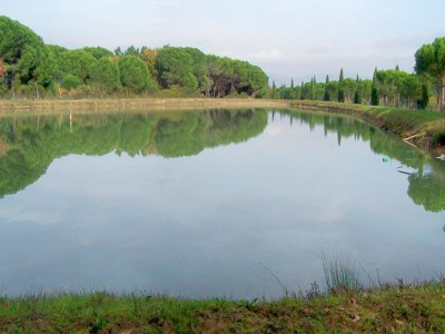 Holiday house Wohnung in Castiglione am Trasimeno-See - Outdoor photo 33
