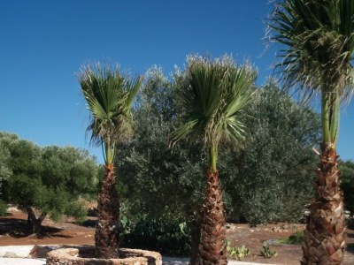 Villa Paradiso Ionico JR - Environment photo 30