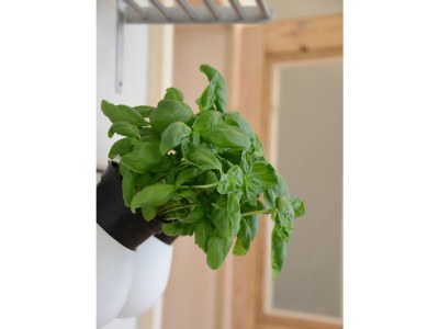 Holiday apartment Connoisseur society - Living - Features photo 10