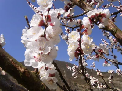 Holiday apartment Sommer Wachau 2 - Outdoor photo 13