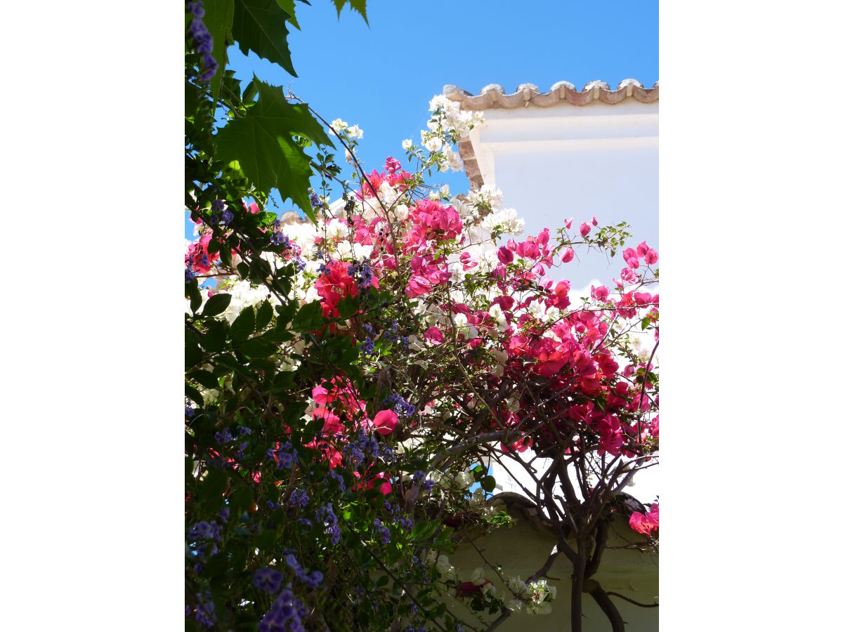 Holiday house Aloé - Oasis-Verde - Outdoor photo 4