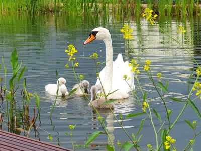 Holiday house Marina Strandbad Chalet IJssel Lodge House No. 34 - Outdoor photo 7