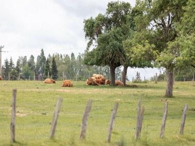 Holiday house 4-Bedroom Alsace Retreat - Environment photo 25