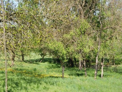 Holiday house 4-Bedroom Alsace Retreat - Environment photo 30