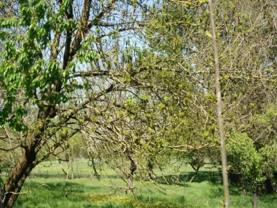 Holiday house 4-Bedroom Alsace Retreat - Environment photo 36