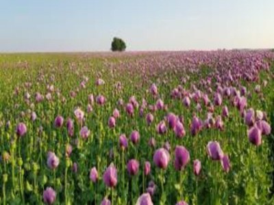 Villa Villa Rotschoenberg im Tal der Freiberger Mulde - Environment photo 24