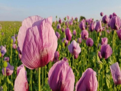 Villa Villa Rotschoenberg im Tal der Freiberger Mulde - Environment photo 28
