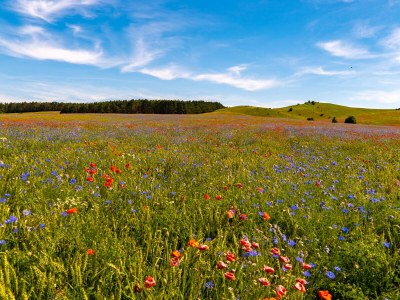 Holiday apartment Haus Sylvana - Environment photo 20