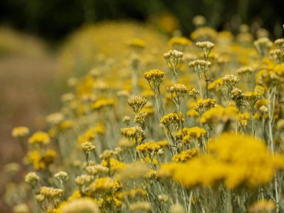 Apartment Tuscan Escape for Families - Environment photo 31