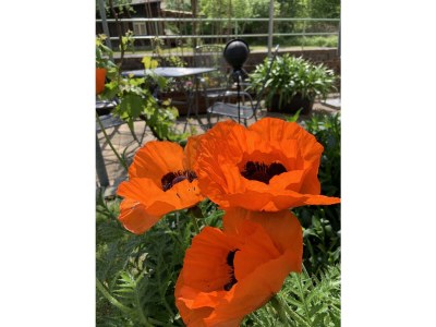 Holiday apartment "Am Holundergrund" - Outdoor photo 8