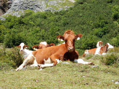 Holiday apartment Steindorf-Au - Environment photo 34