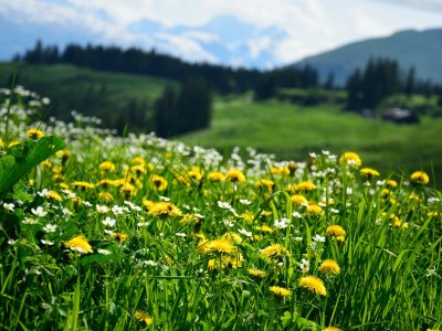 Holiday apartment Steindorf-Au - Environment photo 37