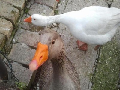 Holiday house Holiday Home in Cossignano with Pool - Environment photo 29