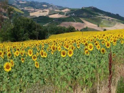 Holiday house Holiday Home in Cossignano with Pool - Environment photo 35