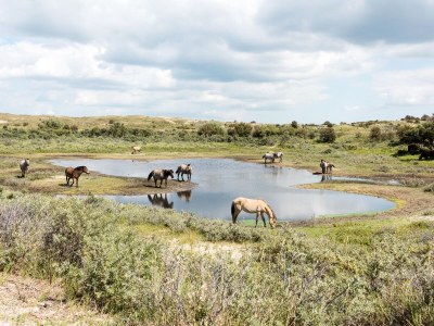 Holiday apartment Zeezicht 29 - Environment photo 29