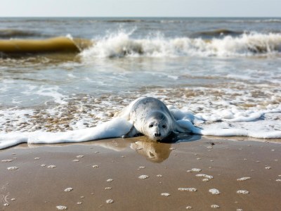 Holiday apartment Zeezicht 29 - Environment photo 34