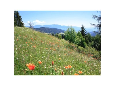 Holiday apartment Helmut alpine hut - Document photo 18