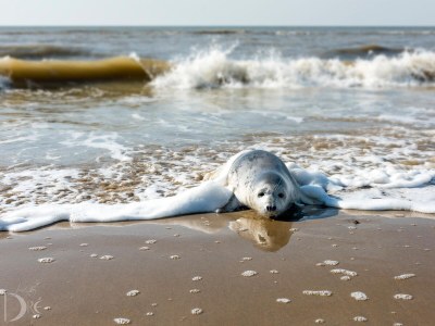 Holiday apartment Sterflat 175 - Environment photo 38