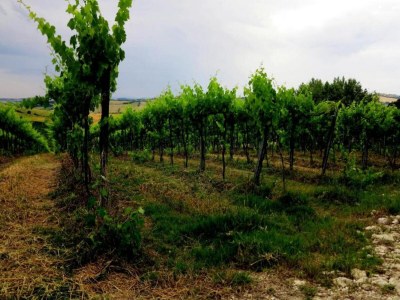 Holiday house Tranquil Retreat with Valley Views - Environment photo 23