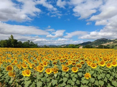 Holiday house Tranquil Retreat with Valley Views - Environment photo 29