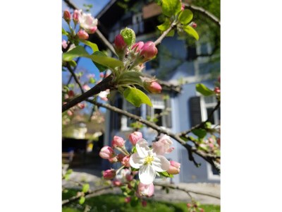 Holiday apartment "Blaues Haus" - Outdoor photo 9