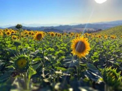 Apartment Holiday Home in Belforte with Pool - Environment photo 22