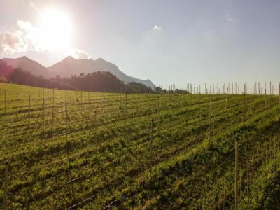 Apartment Holiday Home in Belforte with Pool - Environment photo 27