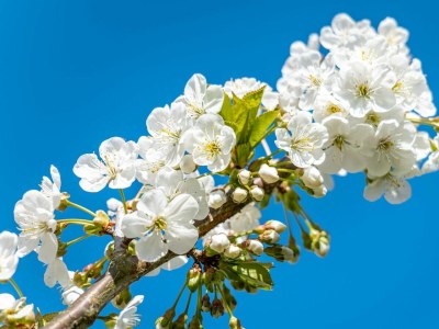 Holiday house Sanddornhof 2d (Typ I) - Outdoor photo 6