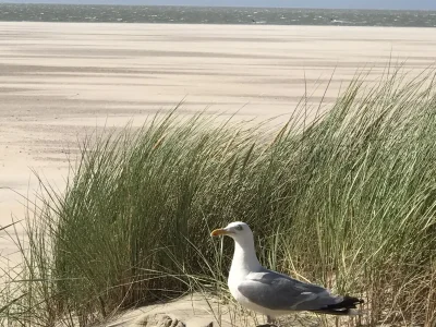 Holiday house Beach Ouddorp - Environment photo 33