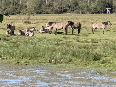 Holiday house Wacholderhain - Environment photo 38