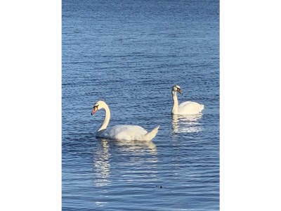 Holiday house Ferienhaus Meerblick Sierksdorf - Environment photo 33