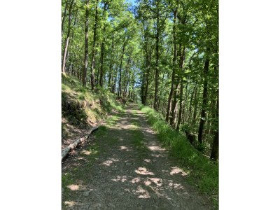 Chalet Chalet St. Lambertus Apartment A - Environment photo 32