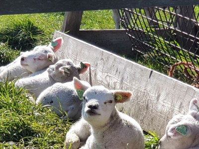 Holiday apartment De Bleekersvallei - Kluut - Environment photo 17