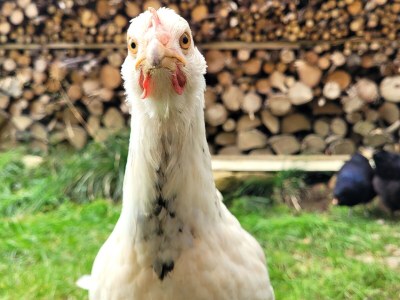 Holiday apartment Wohnung 1 - Outdoor photo 10