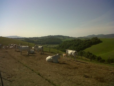 Farmhouse Farm House Due Ponti - Environment photo 17